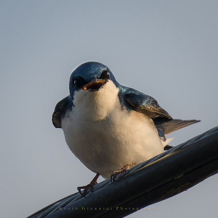 Tree Swallow