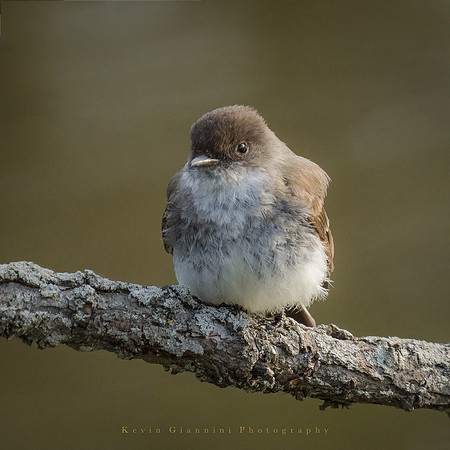Eastern Phoebe