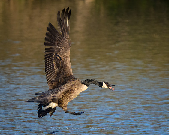 Canada Geese