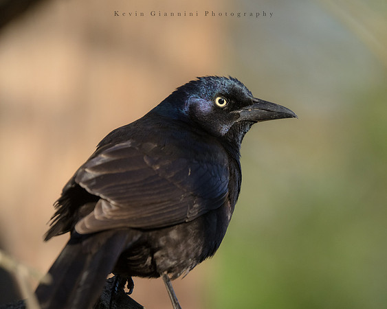 Common Grackle