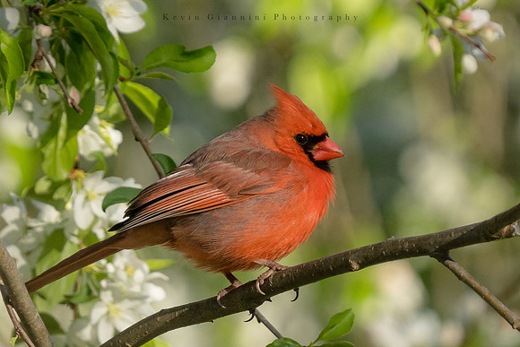 Northern Cardinal