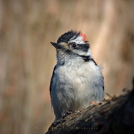 Downy Woodpecker