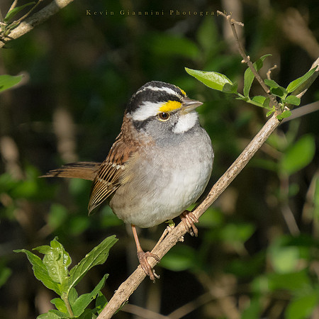 White-throated Sparrow