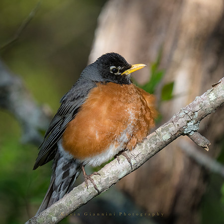 Robin