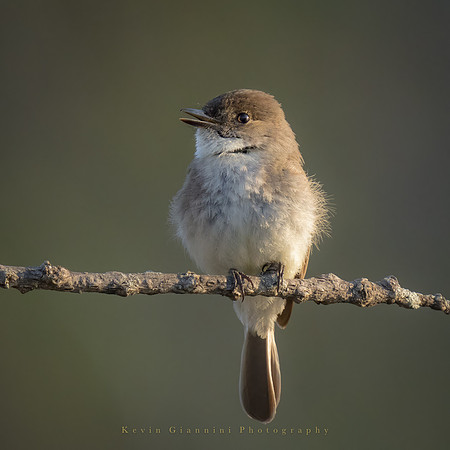 Eastern Phoebe