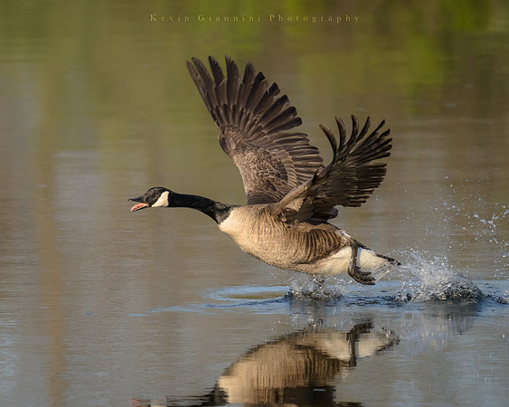 Canada Geese