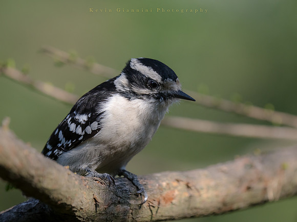 Downy Woodpecker