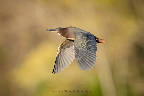 Green Heron
