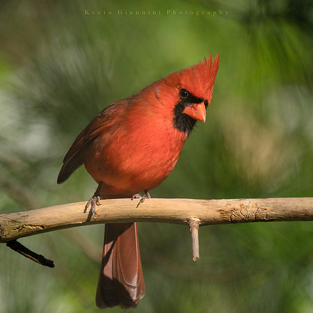 Northern Cardinal