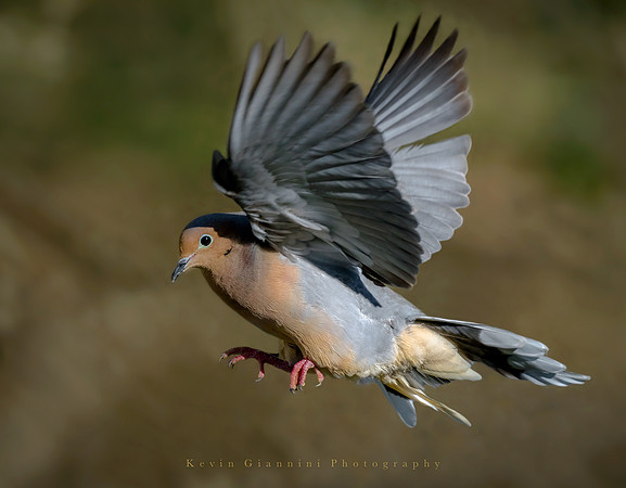 Mourning Dove