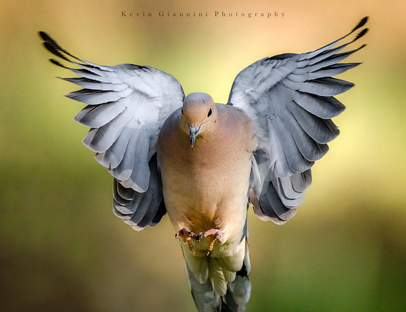 Mourning Dove