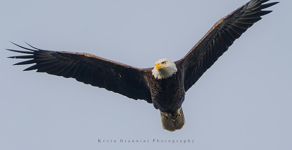 Bald Eagle