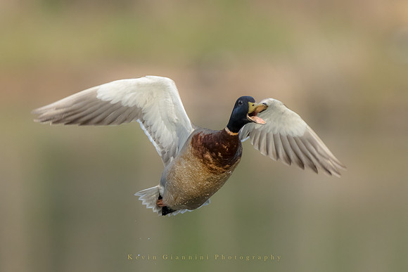 Mallard