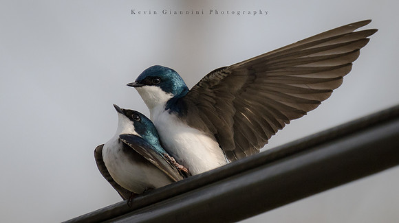 Tree Swallow