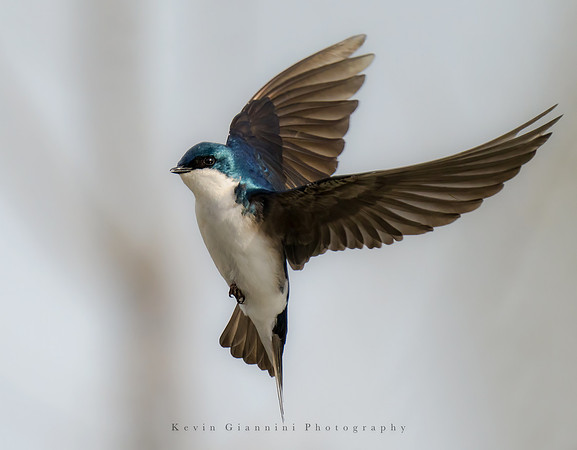Tree Swallow