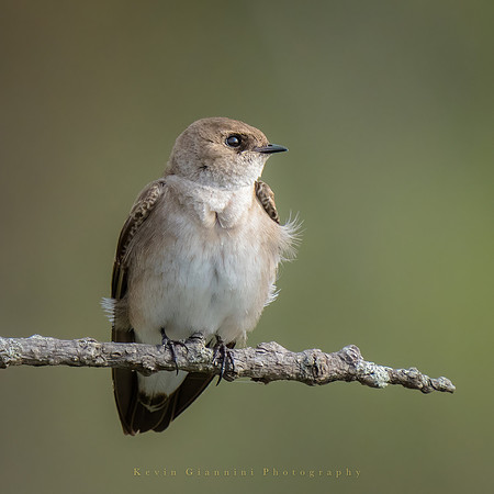 Northern Rough-winged Swallow