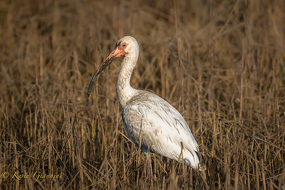 Young Ibis
