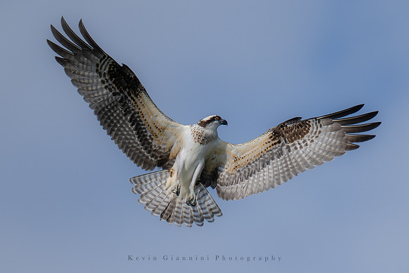 Osprey