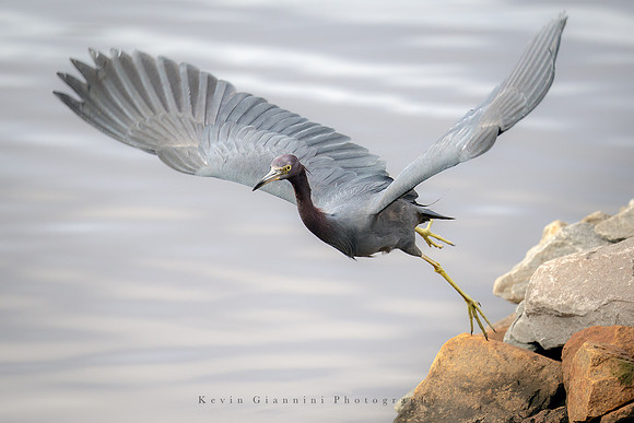 Little Blue Heron