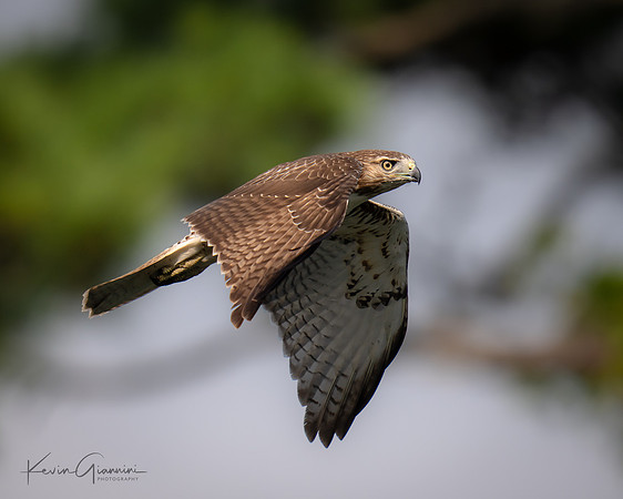 Red-tailed Hawk