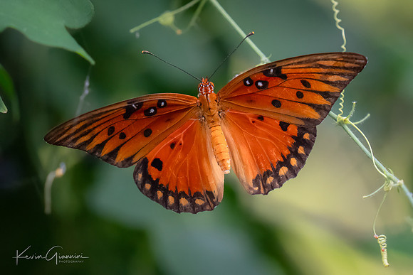 Gulf Friillary