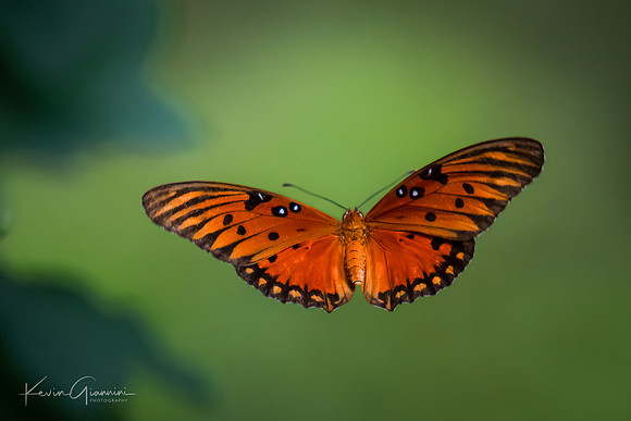 Gulf Friillary