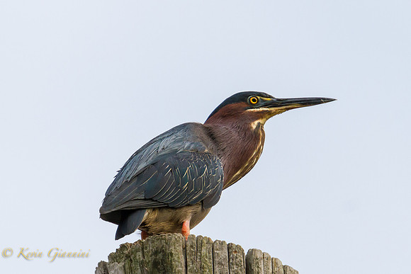 Green Heron