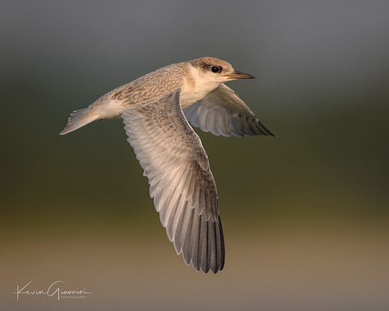 Juvenile Least Tern