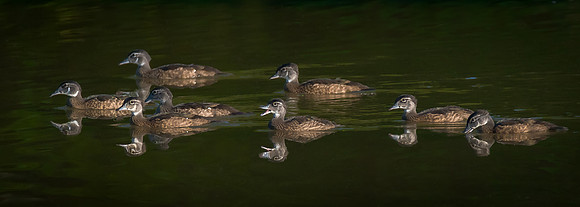 Wood Ducks