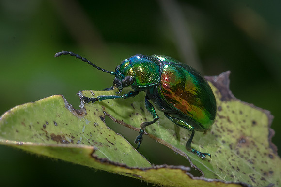 Beetle
