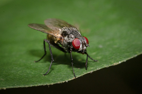 House Fly