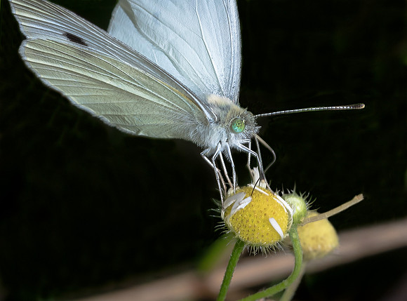 Cabbage Butterfly