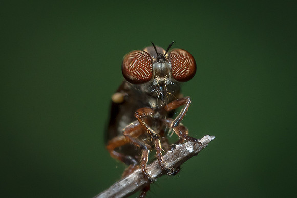 Robber Fly