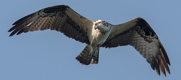 Osprey in flight