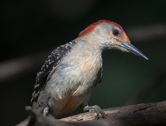 Red-breasted Woodpecker