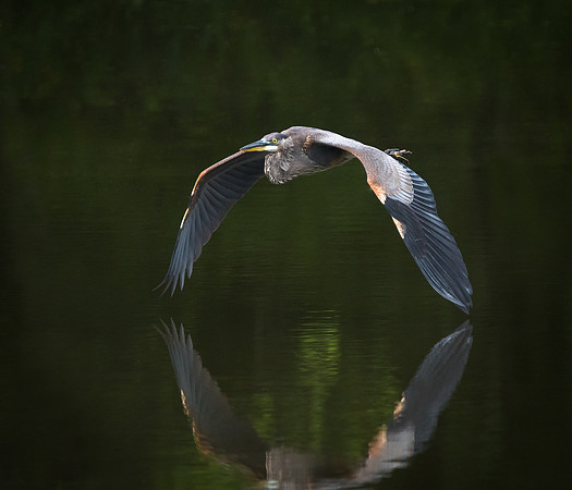 Great Blue Heron