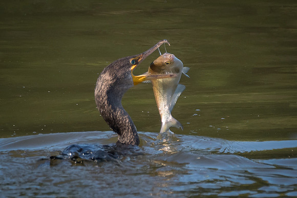 Cormorant with catch