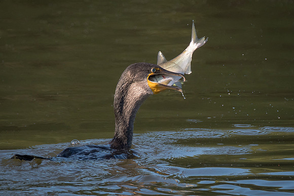 Cormorant with catch