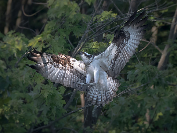 Osprey landing