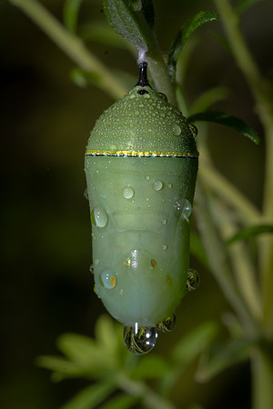 Monarch Chrysalis