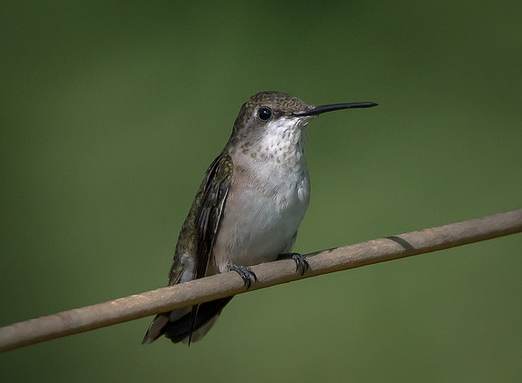 Ruby-throated Hummingbird