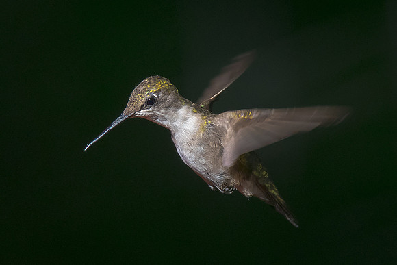 Ruby-throated Hummingbird
