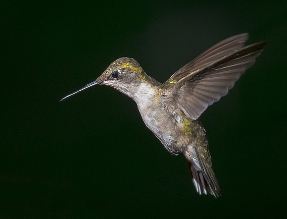 Female Ruby-throated Hummingbird