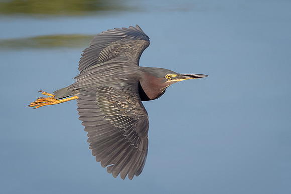 Green Heron