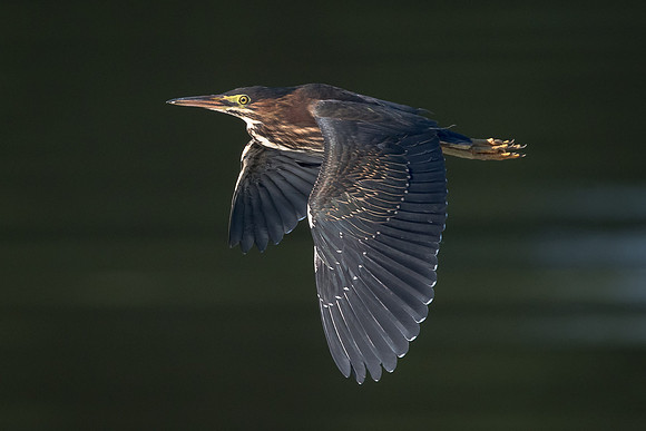 Green Heron