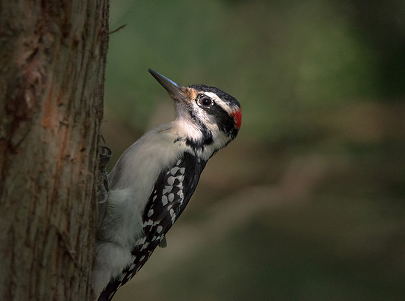 Hairy Woodpecker