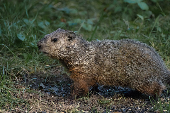 Young Groundhog
