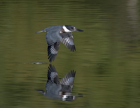 Belted Kingfisher