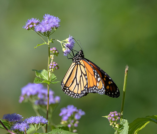 Monarch Butterfly