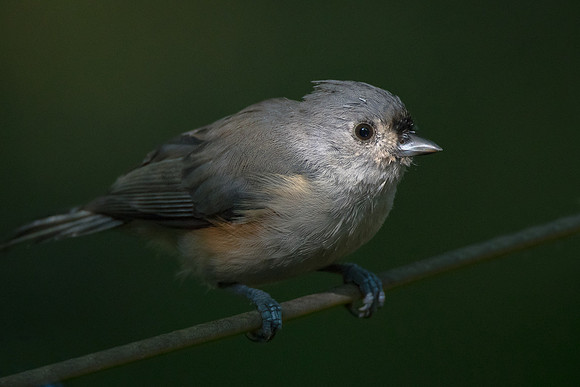 Tufted Titmouse